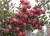 Import wholesale price apple fruit fresh red delicious apple from China