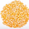 Yellow Maize And Yellow Corn From India