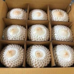 Young Fresh Coconut / Green Coconuts
