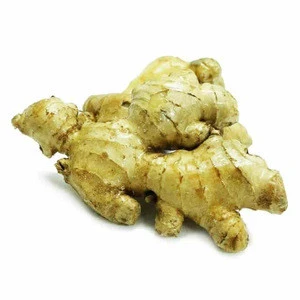 Young Thai Ginger In Bulk
