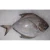 Import FROZEN BLACK POMFRET WHOLE ROUND from USA