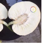 HOT SALE FROZEN VIETNAM SAKE BEST QUALITY IQF PEELED BREADFRUIT HOT AGRICULTURE FROZEN FRUIT 2025