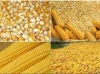 Fiber Protein 8% Present in Maize Corns, Best For Animal Feed