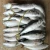 Import Frozen Mackerel Fish for sale from South Africa