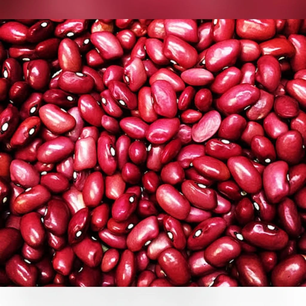 Buy Kidney Beans from Gotsmart Concept Ltd., Nigeria
