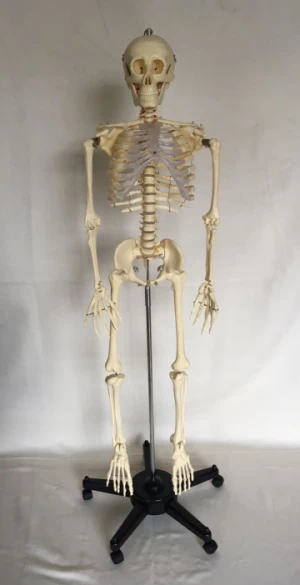 Life - size human skull model medical skeleton model 180cm tall Teaching Resources