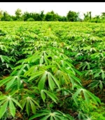 CASSAVA