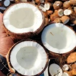 Fresh Mature Coconut – Full Husked or Semi Husked | Export Quality from Indonesia