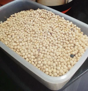 High Quality Soybean