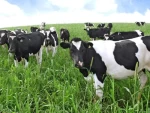 Pure Breed Holstein Heifers ,Milking & Pregnant Hosltein Heifer cow