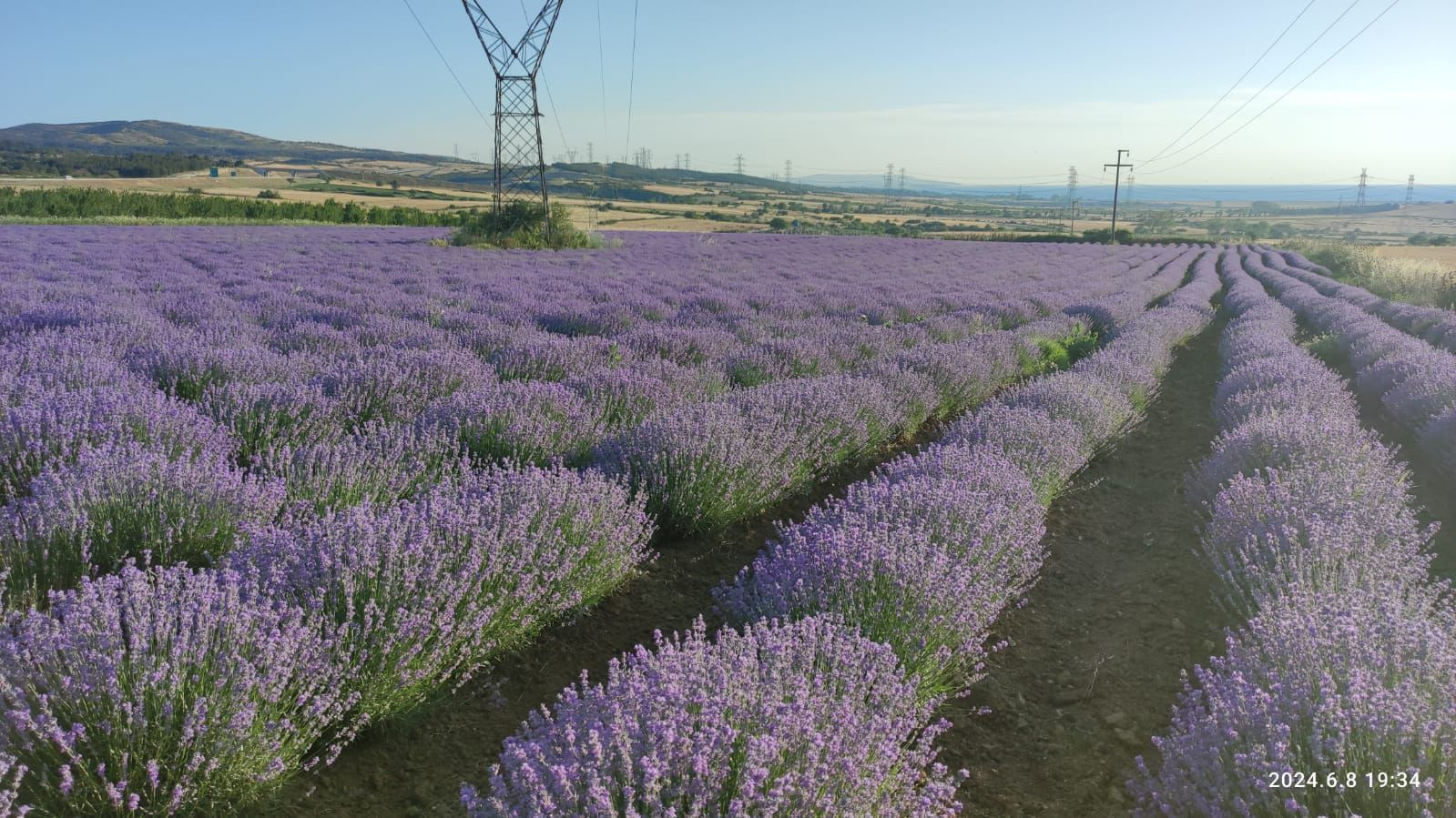 Buy Lavender Oil - Lavender Oil Wholesale - Lavender - Lavandula