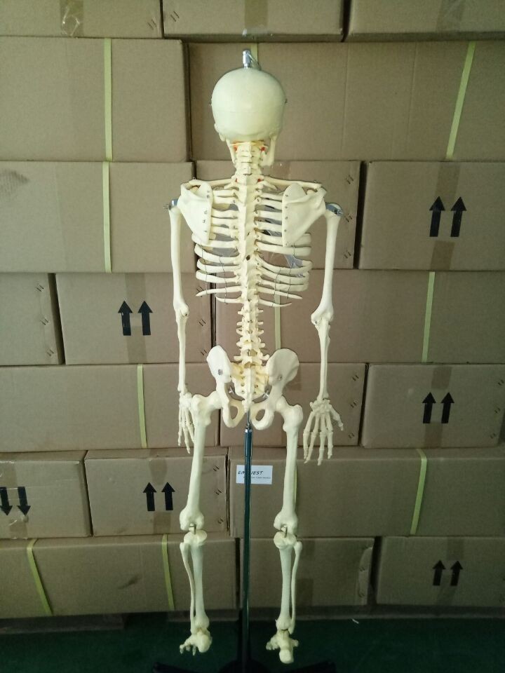Buy Human Anatomical Model Medical Science 170cm Skeleton Teaching ...