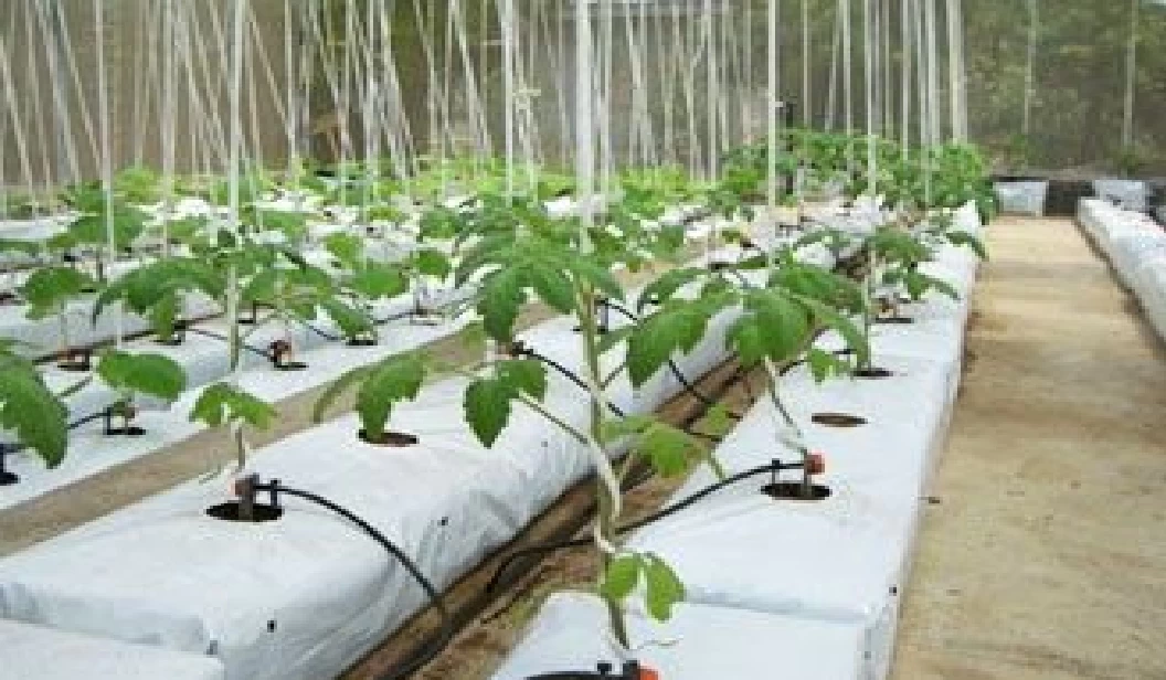 Buy Cocopeat Grow Bags from Jelex tradings, Sri Lanka