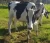 Import Pure Breed Holstein Heifers ,Milking & Pregnant Hosltein Heifer cow from Hungary