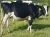 Import Pure Breed Holstein Heifers ,Milking & Pregnant Hosltein Heifer cow from Hungary