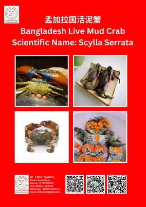 Live Mud Crabs, Live Eel Fishes expoter In Bangladesh