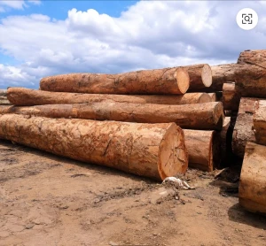 Azobe Logs & Sawn Timber | Ekki Hardwood | Export Quality Tropical Timber