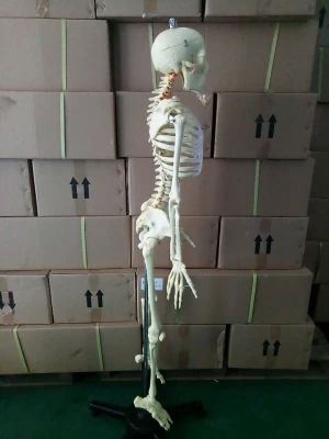 Human Anatomical Model Medical Science 170CM Skeleton Teaching Resources
