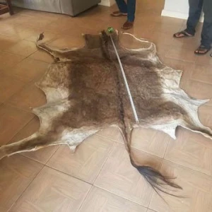 Dry Salted Donkey Hides for Sale Good Price
