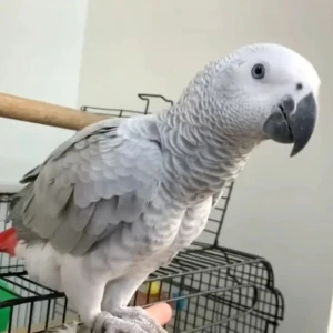African Grey Parrot