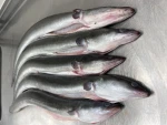 Gutted fresh eel