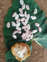 High quality cocoa beans from Benin