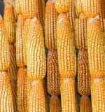 Yellow Corn, Maize for sale