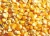 Import Yellow Corn, Maize for sale from Tanzania