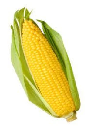 Premium Quality Corn