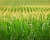 Import Premium Quality Corn from USA