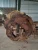 Import Monkeypod Wood Slabs Samanea saman Timber from Indonesia