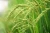 Import Premium Quality Corn from USA
