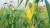 Import Premium Quality Corn from USA