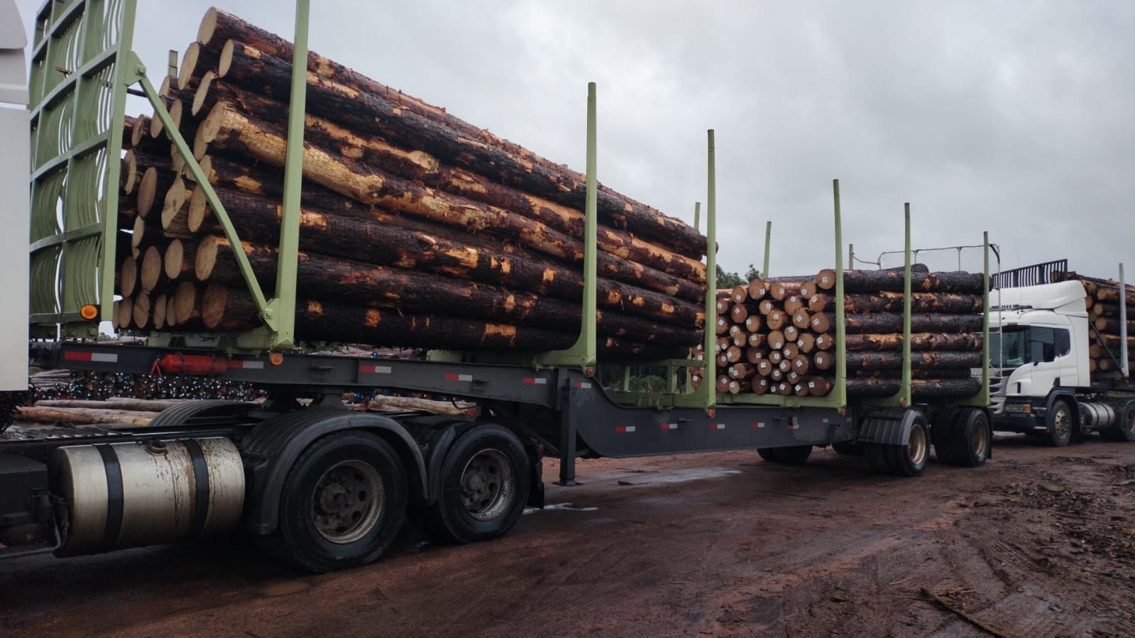 Buy Saw Logs Pulpwood from MIB AFRICA, Tunisia | Tradewheel.com