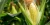 Import Premium Quality Corn from USA