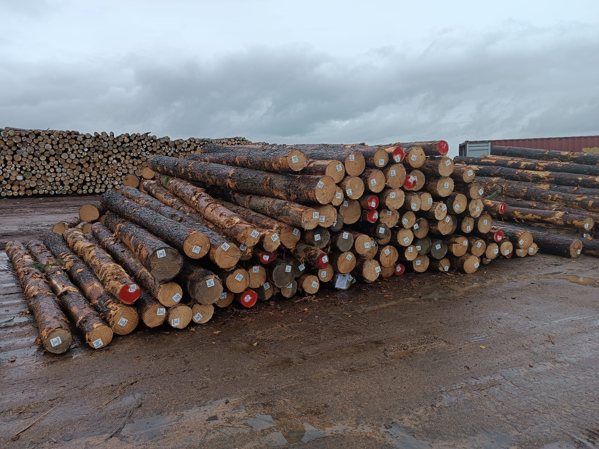 Buy Saw Logs Pulpwood from MIB AFRICA, Tunisia | Tradewheel.com