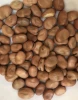 dried fava faba broad beans for sale