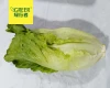 Fresh romaine lettuce fresh vegetables