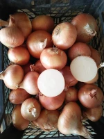 gold onion