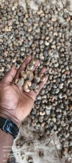 Raw Cashew Nuts