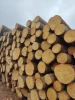 Premium Spruce Wood