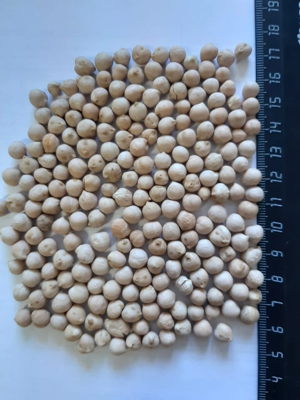 100% Natural chickpeas