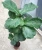 Import 100cm Ficus Lyrata natural indoor plant from China