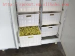 2017 Low Price Full-Autmatic Bean Sprout Machine