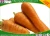 Import 2018 JAPAN FRESH CARROT from China