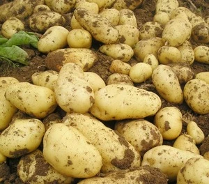 2018 new fresh cheap market price export grade potato