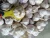 Import 2020 Shandong Fresh Garlic Normal/Pure White 4.5/5.0/5.5/6.0/6.5cm Up from China