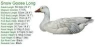 3 Postures Plastic PP Sheet Hunting Snow Goose Decoys