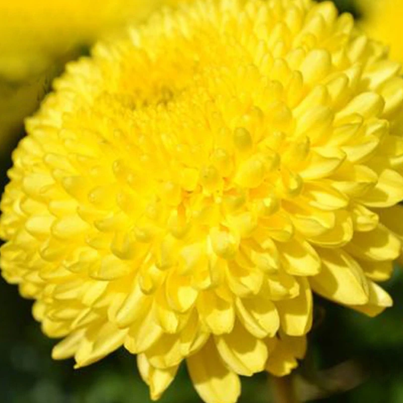 4022W 100% Organic Special grade Soaked 5cm Wuyuan imperial Chrysanthemum High Quality Golden Chrysanthemum Tea