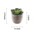 Import 6 Pcs Assorted Potted Succulents Plants Decorative Artificial Succulent Plants from China